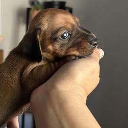 Dachshunds from SpadedWeenies