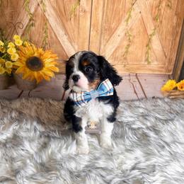 Carter - Tri-color male Cavalier King Charles Spaniel puppy in Macks Creek, Missouri from Fluffy Buttz