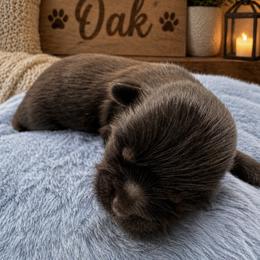 Oak - Black and tan male Shih Tzu puppy in Fairland, Indiana from Divine Shih Tzu of Fairland