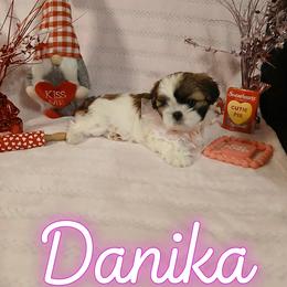 Shih Tzu Puppies from Cindy Hampton