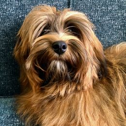 Havanese, Havapoo, and Labrador Retriever Puppies from Joyful Havanese, Havapoo, and Labs