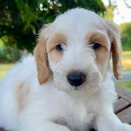 Iago - Cream male Goldendoodle puppy in Caledonia, Michigan from Daisys Doods