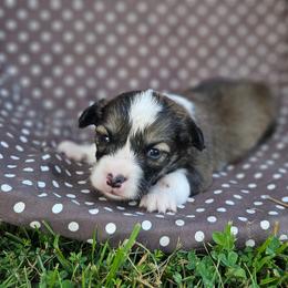 Stetson - Sable male Pembroke Welsh Corgi puppy in Orrtanna, Pennsylvania from Mountain Top Shepherd's