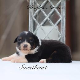 Sweetheart - Black tri-color female Australian Shepherd puppy in Ceres, California from Knight's Aussies