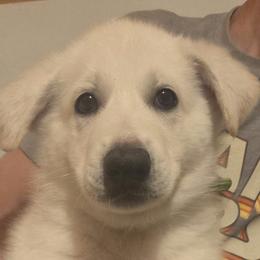 Boy 1 - White male German Shepherd puppy in Tonopah, Nevada from Mercy's White Shepherds