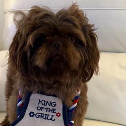 Frankie - Shih Tzu