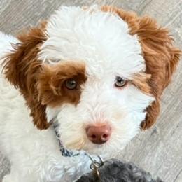 Ruthie - Goldendoodle
