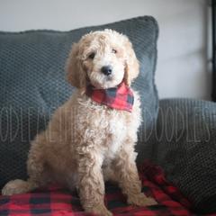 Goldendoodle Puppies from Doodle Me This Goldendoodles
