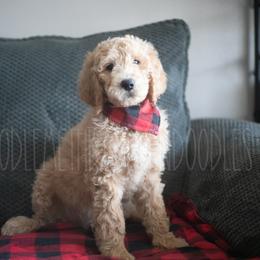 Goldendoodle Puppies from Doodle Me This Goldendoodles