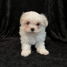 Blue Boy - White Maltese puppy in Hendersonville, North Carolina from Blossoming Gem's Maltese - North Carolina