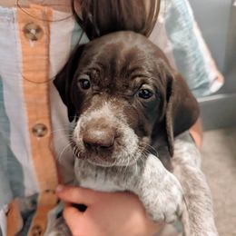 Loki - Liver and white German Shorthaired Pointer puppy in Graham, Washington from Dali and Company