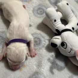 Lavender - White and liver brown female Dalmatian puppy in Hastings, Florida from Love My Spotty Dalmatians