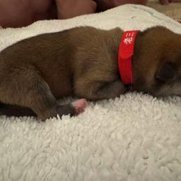 Girl 2 - Red female Shiba Inu puppy in Rohnert Park, California from Shiba Inn