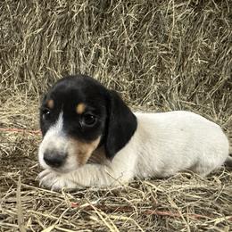 Riley - Piebald male Dachshund puppy in Sallisaw, Oklahoma from Wild West Dachshunds