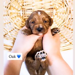 Oak - Red  male Goldendoodle puppy in Kissimmee, Florida from Poodle Doodle Kennels