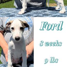 Ford - White and fawn brindle male Whippet puppy in Plainfield, Indiana from Rose Acre Whippets