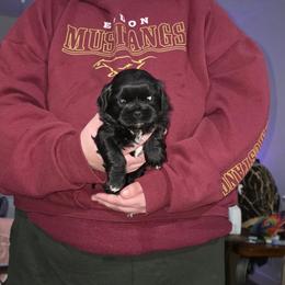 Puppy 3 - Black and white female Shihpoo puppy in Eldon, Missouri from B&B Designer Shihpoo’s