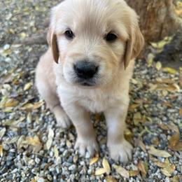 Golden Retriever Puppies from Wishaw Whisky Golden Retrievers