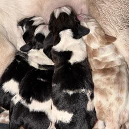 Cassie - Lemon and white female Basset Hound puppy in New Mexico from Long Dog Ranch
