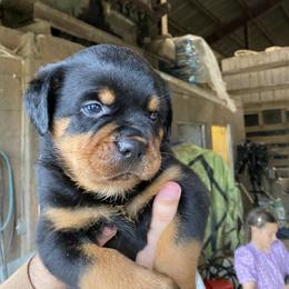 Rottweiler Puppies from Bella Bowe Champion Import Rottweilers