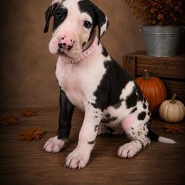 Puppy 7 - Harlequin female Great Dane puppy in Ocala, Florida from Oak Haven Great Danes