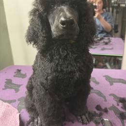 Yellow - Black male Poodle puppy in Sioux Falls, South Dakota from Risa Poodles