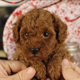 Hank - Red  male Poodle puppy in Pottersville, Missouri from Christina Miller's Poodles