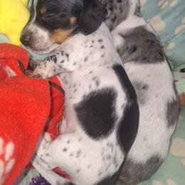 Chip - Piebald male Dachshund puppy in Surprise, Arizona from Co-Co's Doxies