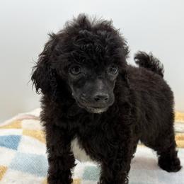 Toucan - Black male Poodle puppy in Wheatland, California from Sapphire Ridge Poodles
