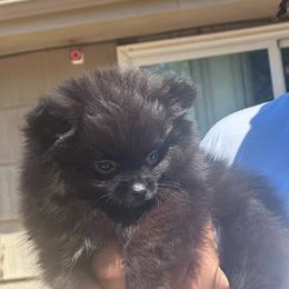 Zion - Black male Pomeranian puppy in Kansas City, Missouri from S&K Pomeranians