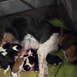 Beagle puppies from Amanda's Beagles