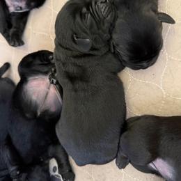 White - Black female Labrador Retriever puppy in Buckley, Washington from Buckley Labradors