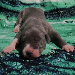 Jimmy - Blue and white male Great Dane puppy in Walker, Louisiana from La Rebel Danes
