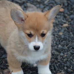 Girl 2 - Sable female Pembroke Welsh Corgi puppy in Clayton, Washington from Smiling J Ranch Corgis