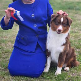 Hazel - Miniature American Shepherd