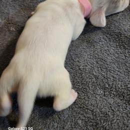 Dachshund Puppies from Weenies on the Lake