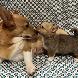 Pembroke Welsh Corgi Puppies from Camp Corgis