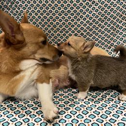 Pembroke Welsh Corgi Puppies from Camp Corgis