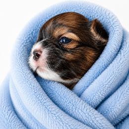 Peanut - Brindle male Shih Tzu puppy in Rockmart, Georgia from Sonya Garrett