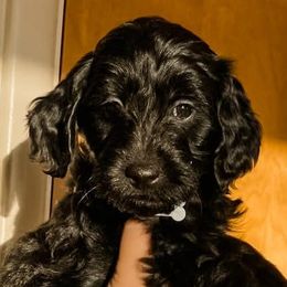 Aussiedoodles from Mountain Doodle Pups
