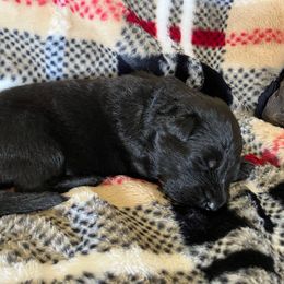 Sagittarius - Black male German Shepherd puppy in Walla Walla, Washington from Silver Knight Shepherds