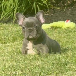 Girl 2 - Blue female French Bulldog puppy in Pennsylvania from R & C French Bulldogs