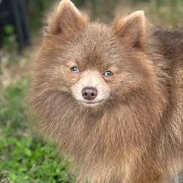Pomeranians from Countryside Pomeranians