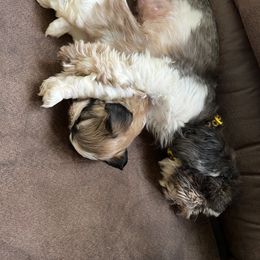 Shih Tzu Puppies from Meihem Pups