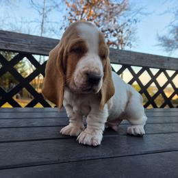 Thor 2700.00 - Red and white male Basset Hound puppy in Denison, Texas from Emma Lou's Baby Bassets
