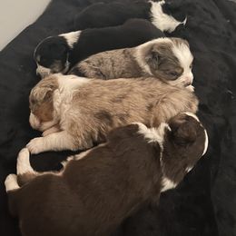 Miniature Australian Shepherd Puppies from Dream Dog Mini Aussies