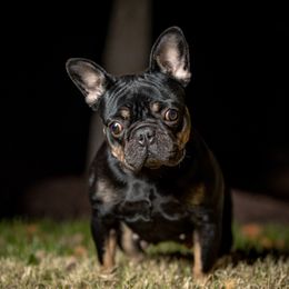 Mamba - French Bulldog