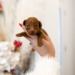 Cranberry - Red  female Poodle puppy in Chapel Hill, North Carolina from Cyndi’s Poodles