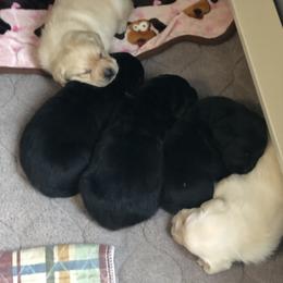 Labrador Retriever Puppies from Hill Side Farms