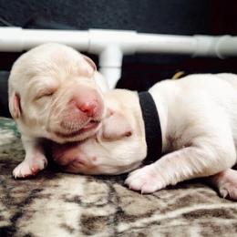 Labrador Retriever Puppies from Harrison's Lakeside Labradors
